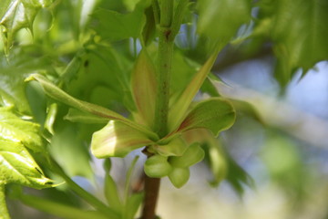 Obraz premium Acer tree spring leaves and flower blossom bud