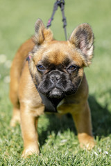 Long-haired French Bulldog Puppy. Park in Northern California.

