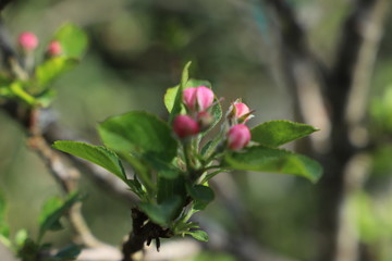 paysage d'un jardin fleuri au printemps