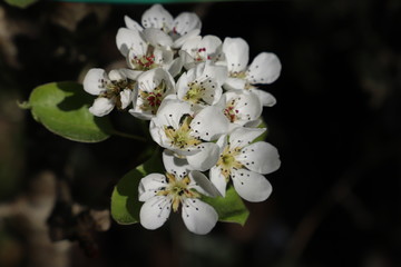 paysage au printemps cerisier en fleurs