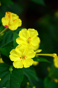 mirabilis yellow bloom beautiful garden decorative fragrant flowers in the flowerbed  close-up 