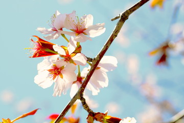 桜