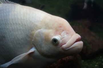 Weißer Fisch