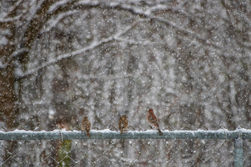 Birds on a fence during a snowstorm