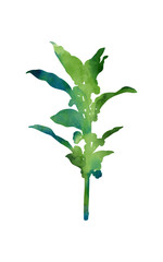 Beautiful plant. Hand painted decorative image isolated on a white background. Watercolour botanical illustration for creative design of posters, cards, invitations, banners, websites, etc. Laurel. 