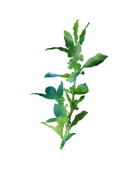 Beautiful plant. Hand painted decorative image isolated on a white background. Watercolour botanical illustration for creative design of posters, cards, invitations, banners, etc. Laurel. 