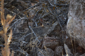 rabbit in a rock in Spain