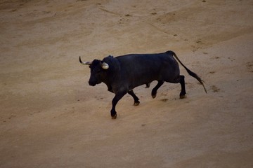 bull in the bullfighting round
