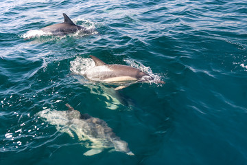 Obraz premium Dolphins in the wave, Australia