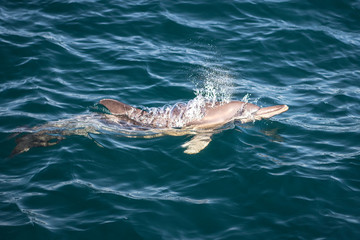 Naklejka premium Dolphins in the wave, Australia
