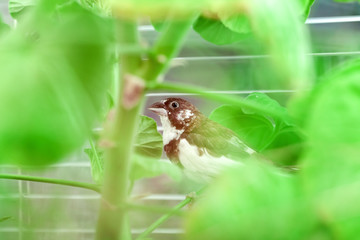 Japanese finch bird with brown and white feathers sits on a green plant, veterinary ornithology theme.