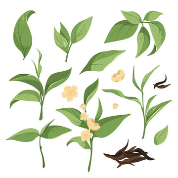 Collection of green tea leaves, flowering branches, dried black tea. 