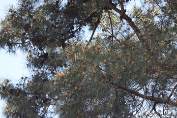 paysage d'un jardin fleuri au printemps