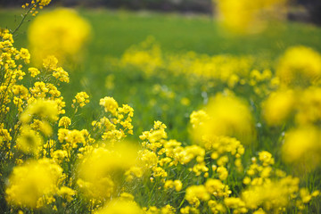Obraz premium yellow rape field