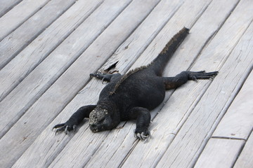 Galapagos Marine Iguana