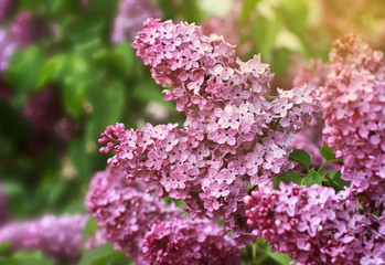Beautiful blooming branch of purple lilac.