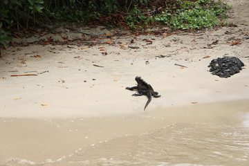 Galapagos Marine Iguana