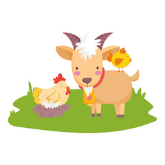 farm animals ram hen and chicken grass cartoon