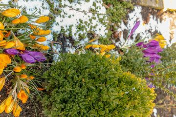 First yellow crocus looking for Spring