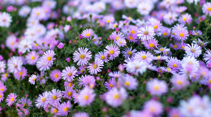Obraz premium Beautiful background of purple blooming flowers in green foliage. Selective focus, blur, bokeh.