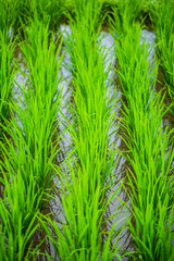 Campos de arroz