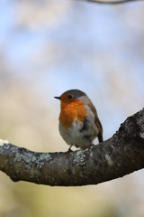 paysage au printemps  oiseau du jardin rouge-gorge 