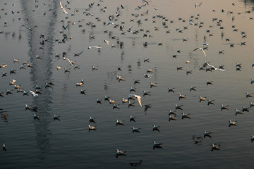 flock of seagull in the city