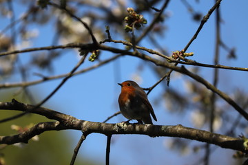 rouge gorge dans cerisier en fleurs