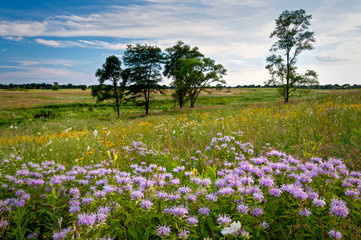 Sunset light on an expansive landscape of late summer prairie wildflowers.