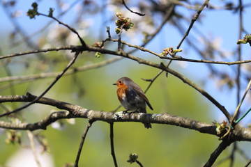 oiseau rouge gorge dans jardin au printemps