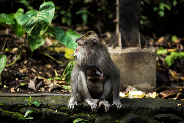Mono y su cría