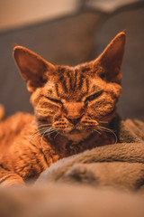 Sleeping Devon rex © Kuba