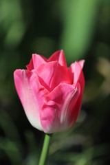 paysage de jardin tulipe au printemps