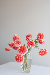 Vertical view of red and white dahlias in glass vase on white table against neutral wall background (selective focus)