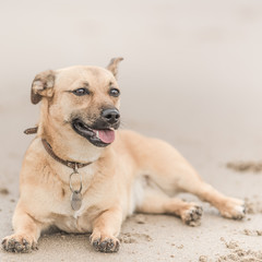 Cute brown puppy on a beach in Scotland - pet (dog) photography