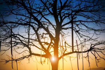 silhouette blur of tree in wedding ceremony event in garden at sunset