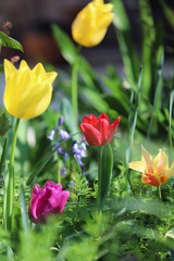 paysage de jardin tulipe au printemps