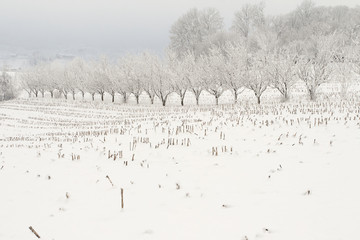 Tree and maize field in winter near Feltre