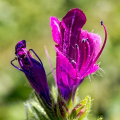 fleur