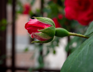 Fototapeta premium Rose Bud on a Rose Bush