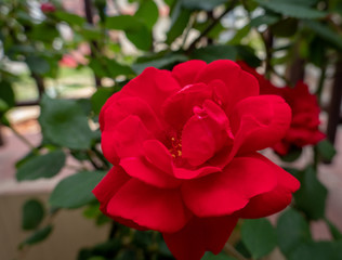 Bright Red Rose on Rose Bush