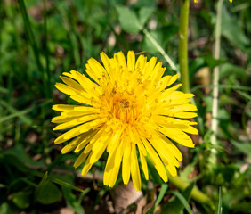 Dandelions on the Lawn