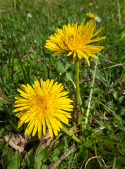 Dandelions on the Lawn