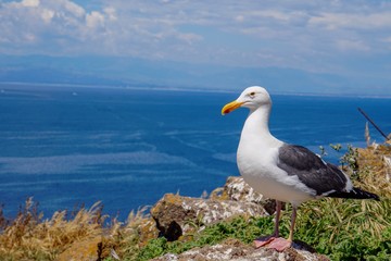 Fototapeta na wymiar Western Gull on Anacapa Island, Channel Islands, California, USA