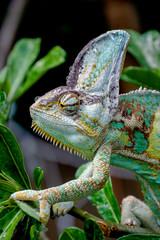 Veiled Chameleon