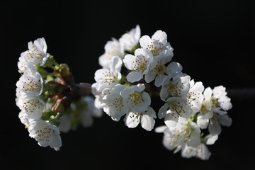 Printemps paysage cerisier en fleurs en Nouvelle Aquitaine