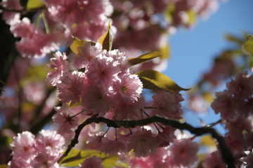 Early spring cherry tree pink bloom