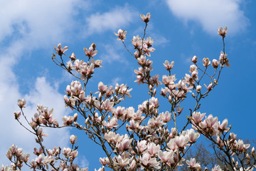 Magnolia Flowers in Spring Time