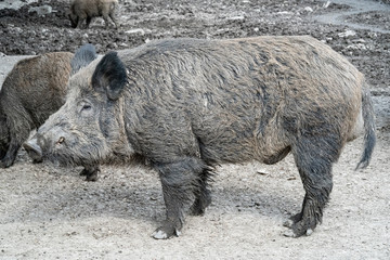 Wild boars in a corral in Germany