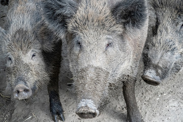 Wild boars in a corral in Germany
